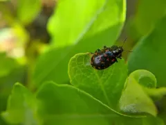 Willow Leaf Beetle thumbnail 4