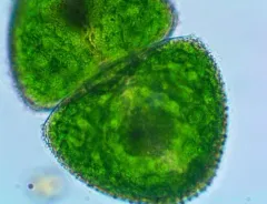 Cosmarium ovale thumbnail 4