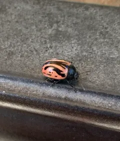 Calligrapha sigmoidea thumbnail 4