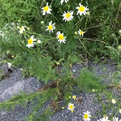 scentless mayweed thumbnail 2