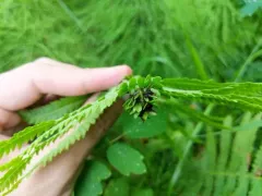 Knotting Gall thumbnail 1
