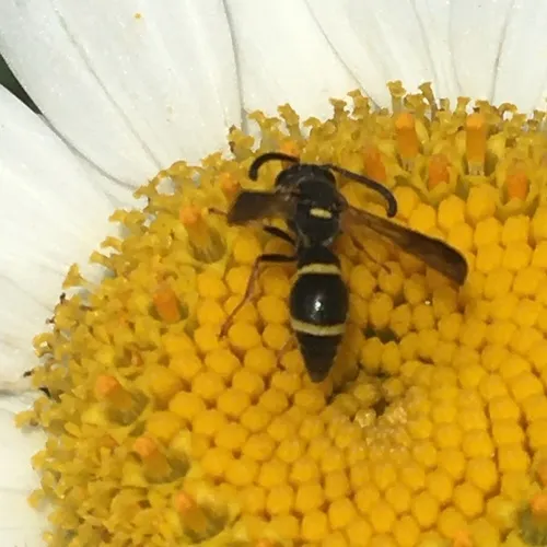 Perennial Mason Wasp