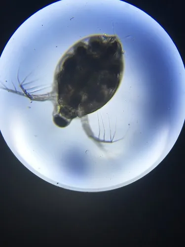 Scapholeberis rammneri