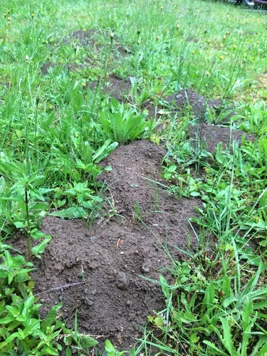 Western Pocket Gopher