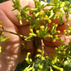 coastal burnweed thumbnail 1