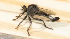 Northeastern Hammertail thumbnail 2