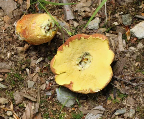 Curry Bolete