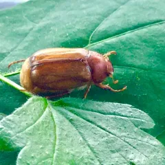 European Chafer thumbnail 3