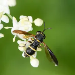 Northern Wasp Fly thumbnail 2
