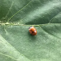 Variegated Lady Beetle thumbnail 4