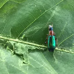 Calleida punctata thumbnail 2