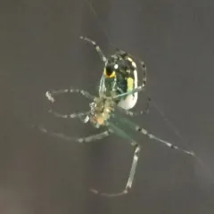Orchard Orbweaver thumbnail 2
