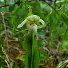 Sparrow's-egg Lady's Slipper thumbnail 3