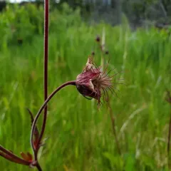 Water Avens thumbnail 4