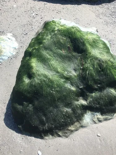 Urospora penicilliformis
