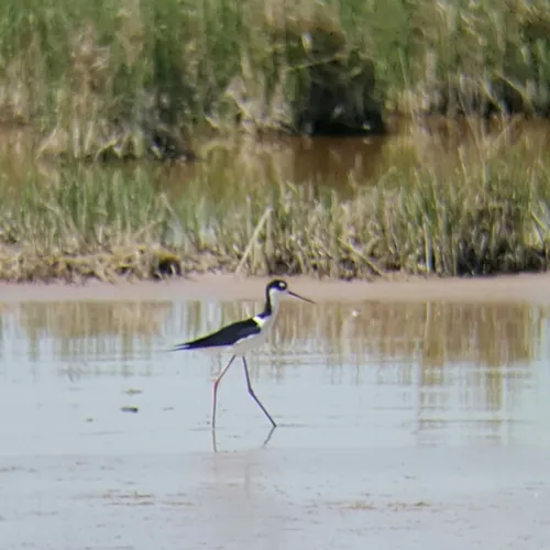 Black-necked Stilt