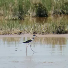 Black-necked Stilt thumbnail 1