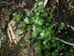 Sharpleaf Hookeria Moss thumbnail 3