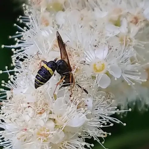 Hump-backed Beewolf