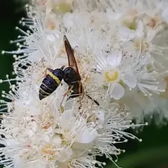 Hump-backed Beewolf thumbnail 1
