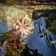 Morning sun star thumbnail 3