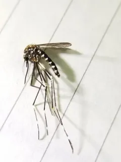 Aedes togoi thumbnail 2