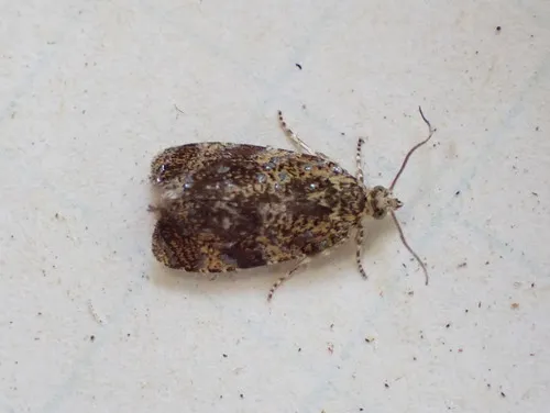 Astronomer Moth