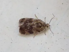Astronomer Moth thumbnail 1
