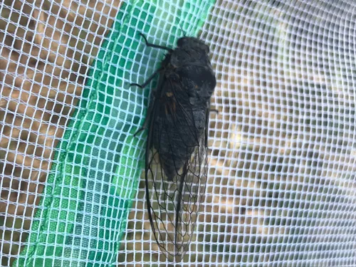 Somber Cicada