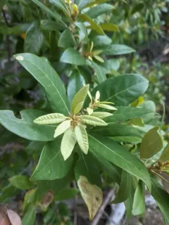 bush chinquapin thumbnail 2