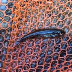 Northern Pikeminnow thumbnail 2
