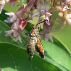 Squash Vine Borer thumbnail 3