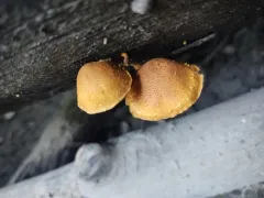 Pleuroflammula tuberculosa thumbnail 4