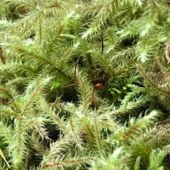 Lanky Moss thumbnail 2