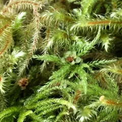 Menzies' Tree Moss thumbnail 3