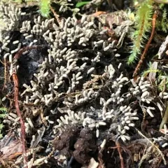 White Carnival Candy Slime Mold thumbnail 4