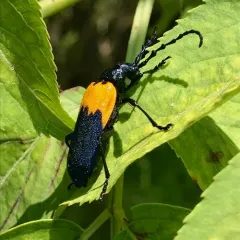Eastern Elderberry Borer thumbnail 2