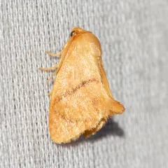 Abbreviated Button Slug Moth thumbnail 2