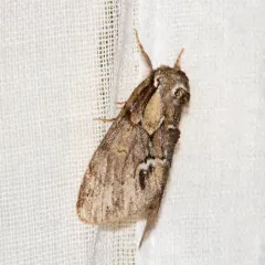 Georgian Prominent thumbnail 2