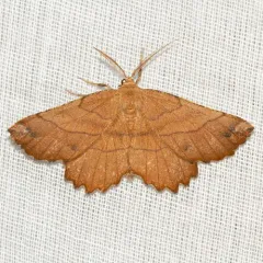 Johnson's Euchlaena Moth thumbnail 2