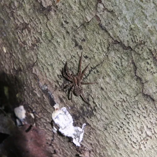 Drumming Sword Wolf Spider