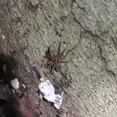 Drumming Sword Wolf Spider thumbnail 1