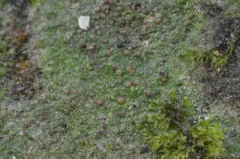 Flooded Dot Lichen thumbnail 2