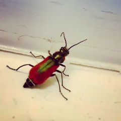 Scarlet Malachite Beetle thumbnail 3