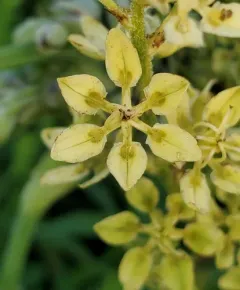 Virginia bunchflower thumbnail 2