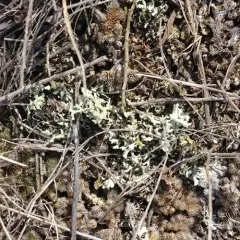Xanthoparmelia camtschadalis thumbnail 2