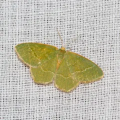 Pistachio Emerald thumbnail 2