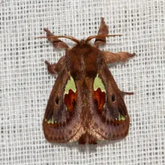 Spiny Oak-slug Moth thumbnail 3
