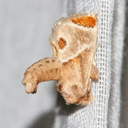 Shagreened Slug Moth