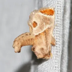 Shagreened Slug Moth thumbnail 1